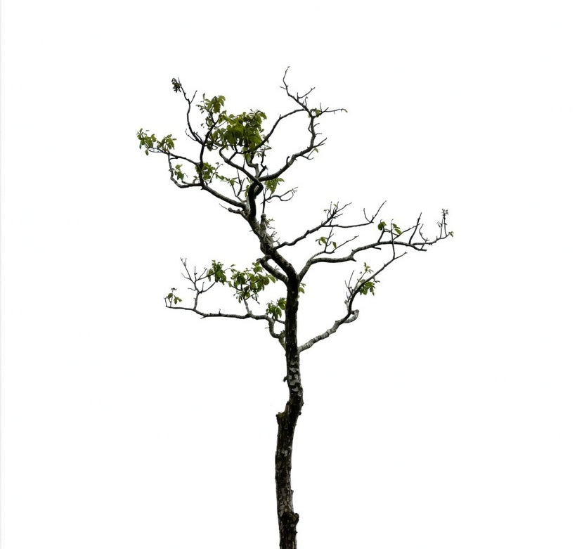 Growth Package